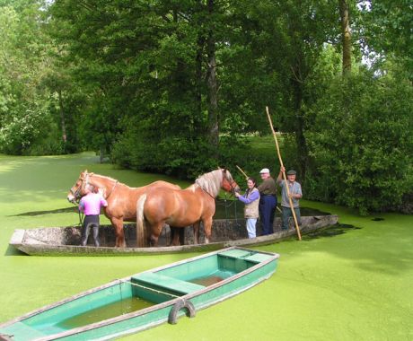 image galerie du marais poitevin transport chevaux 